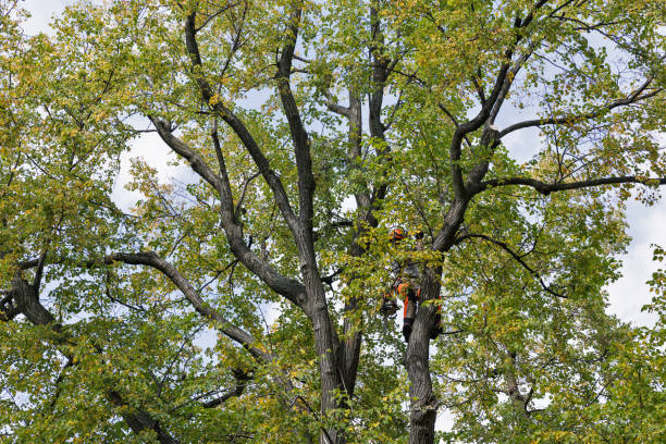 How Our Tree Care Process Works  in  Land O Lakes, FL